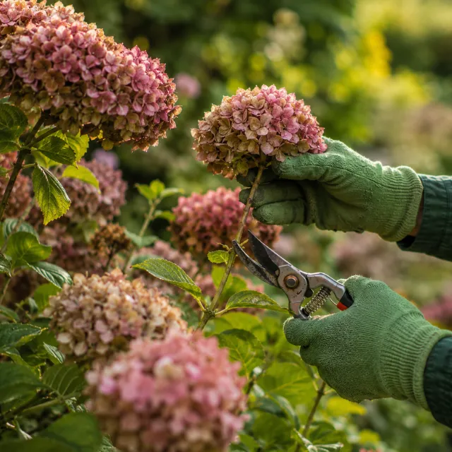 Careful pruning of a mature hydrangea by NPK Garden Services in Bromsgrove