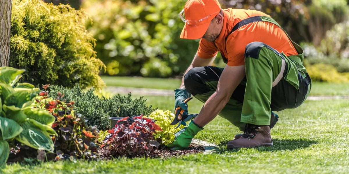 Gardener planting in a mature established garden in Bromsgrove, Worcestershire