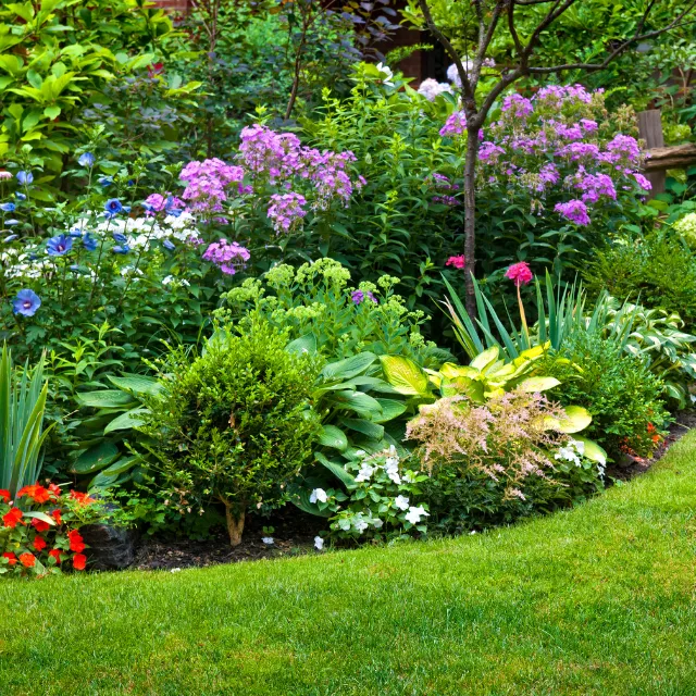 Established garden planting cared for by NPK Garden Services in Bromsgrove