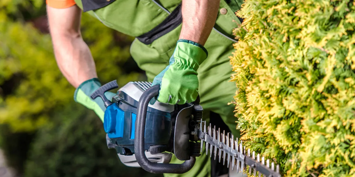 Gardener trimming an established hedge in a mature garden in Bromsgrove