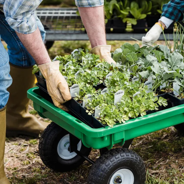 Gardener selecting new plants from a garden cart ready for planting in a Barnt Green garden