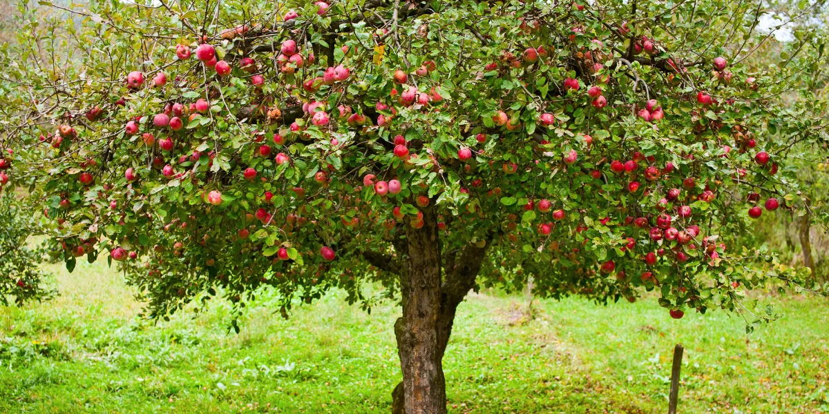 Mature apple tree growing in a field in Dodford, Worcestershire