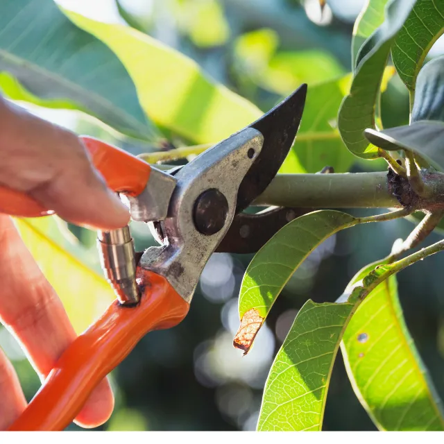 Gardener carefully pruning an established laurel shrub in a Dodford garden