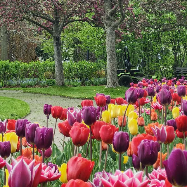 Spring garden filled with colourful tulips and fresh seasonal planting