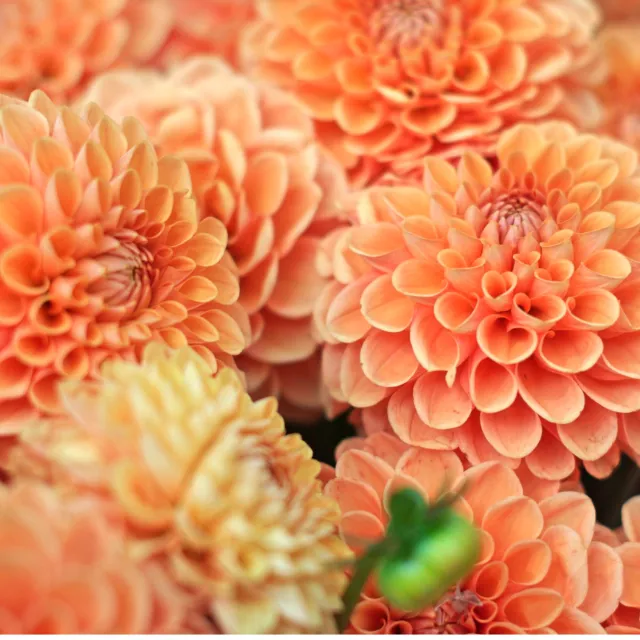 Colourful dahlias flowering in a mature garden during summer