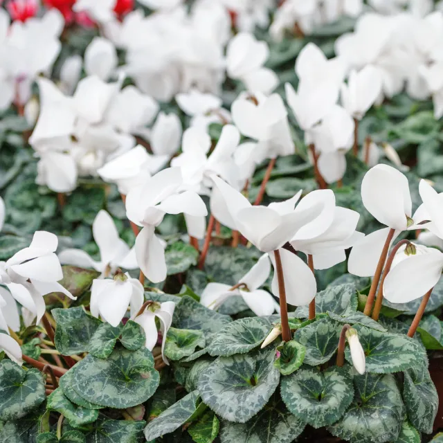 Autumn-flowering cyclamen adding seasonal colour to a mature garden