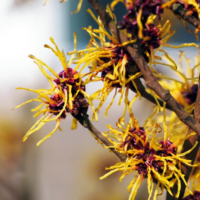 Witch hazel flowering in a mature garden during winter