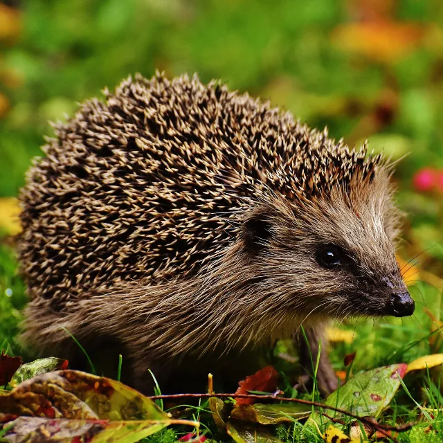 Hedgehog sheltering amongst fallen autumn leaves in a wildlife-friendly garden