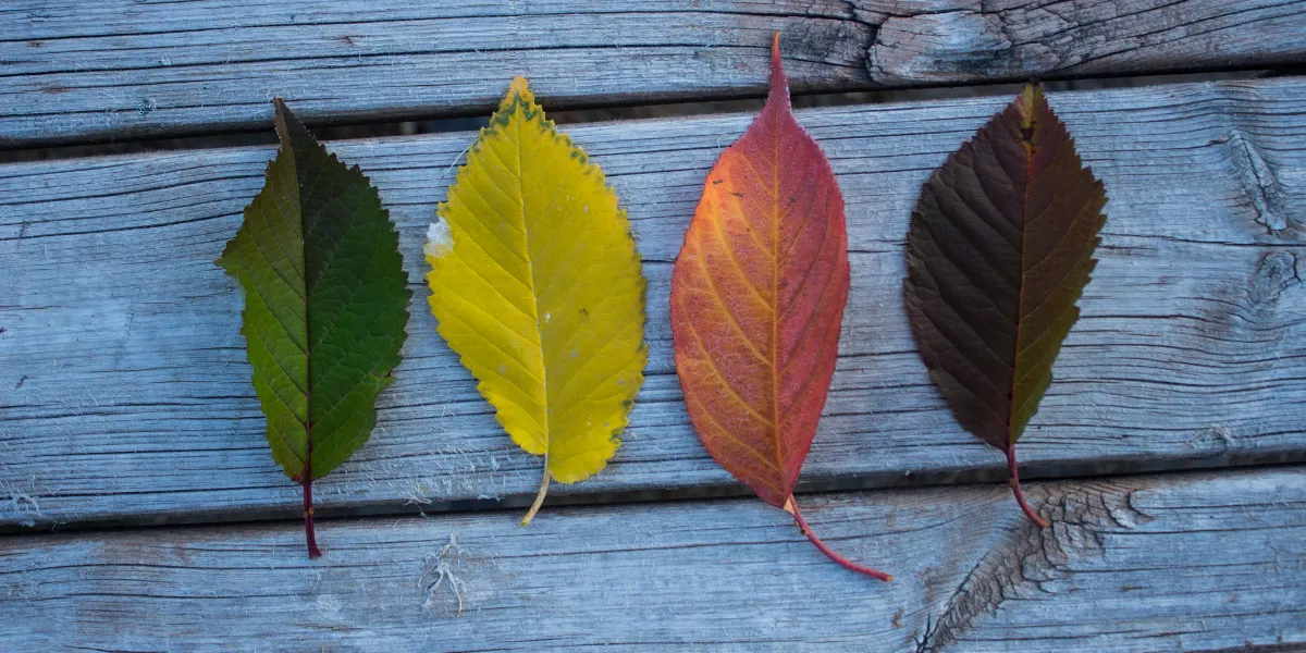 Four leaves showing the changing colours of spring, summer, autumn and winter