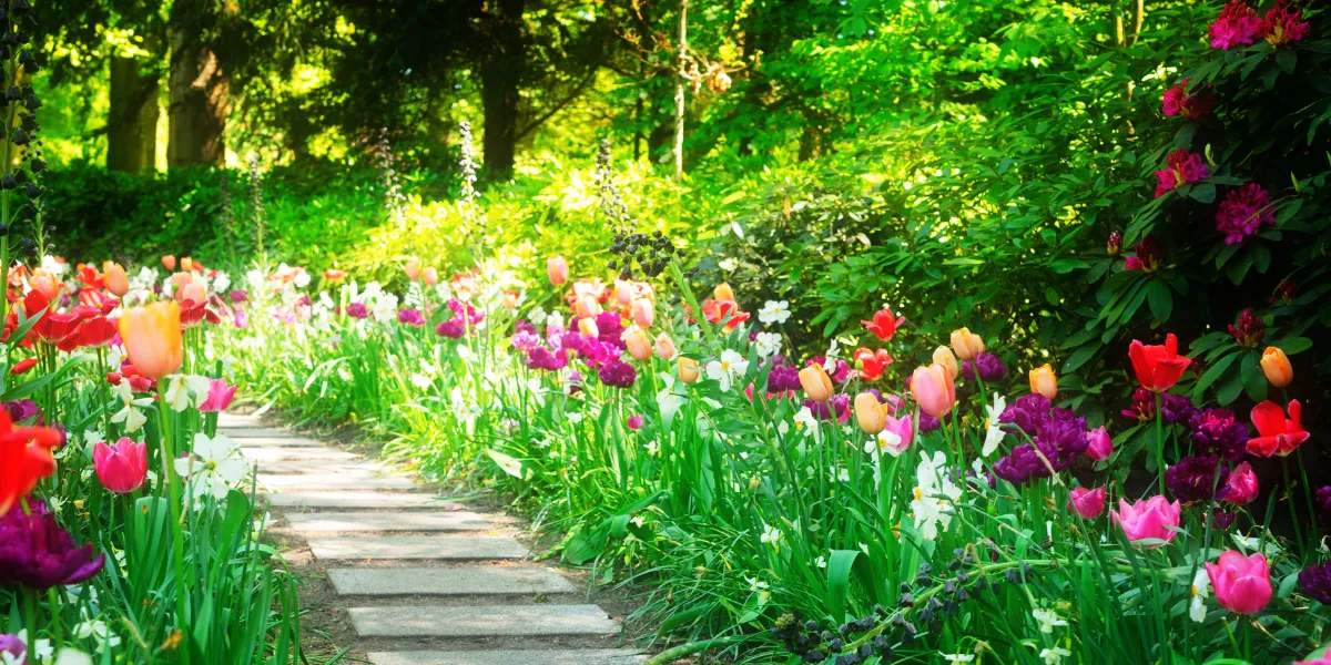Tulips alongside a path in a mature garden in spring