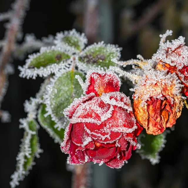 Spring flower covered in frost after a cold night in the garden