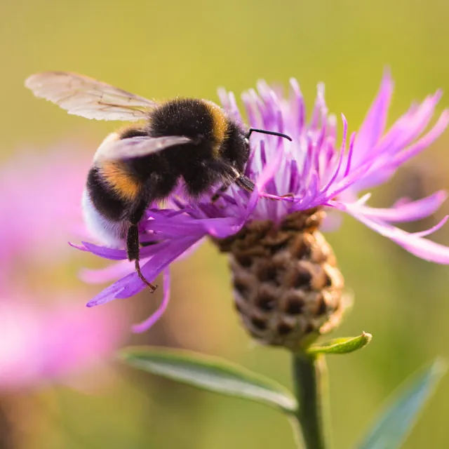 Bee pollinating purple flowers in a summer garden