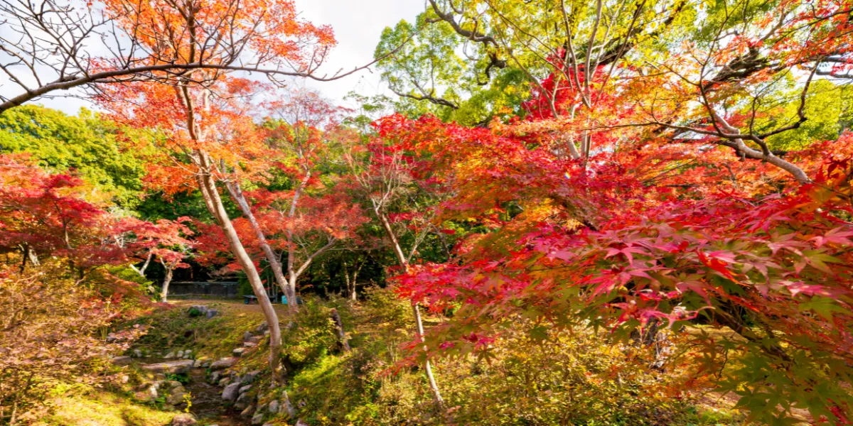 Autumn garden with red Acer leaves and a path scattered with fallen leaves