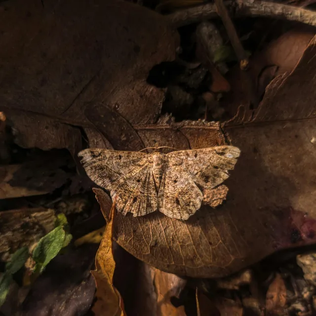 Brown moth camouflaged against a fallen brown leaf in an autumn garden