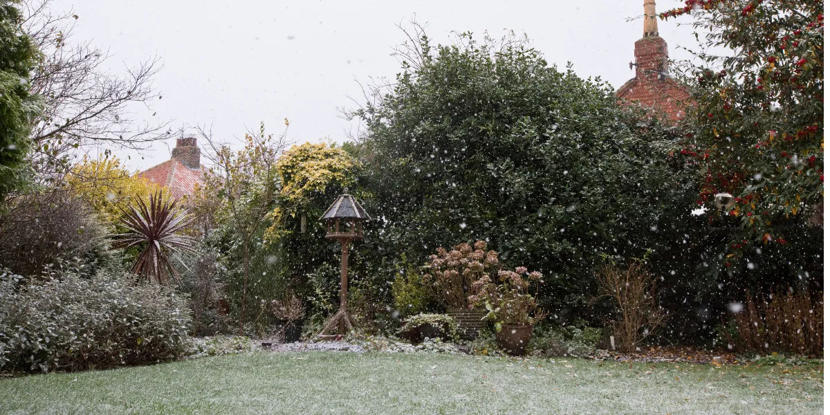 Winter garden with a light dusting of snow and borders ready for a seasonal tidy