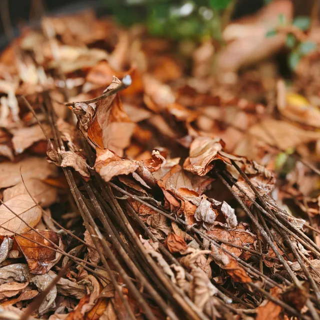 Pile of twigs and branches providing shelter for wildlife in a winter garden