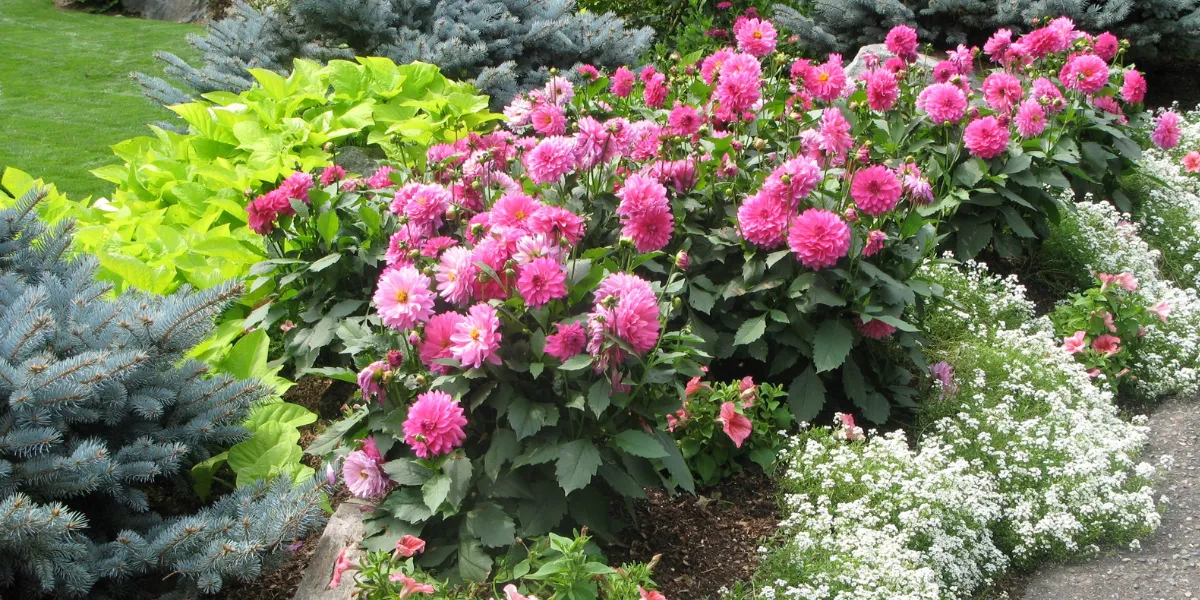 Colourful flowers growing in a well-established garden cared for by NPK Garden Services