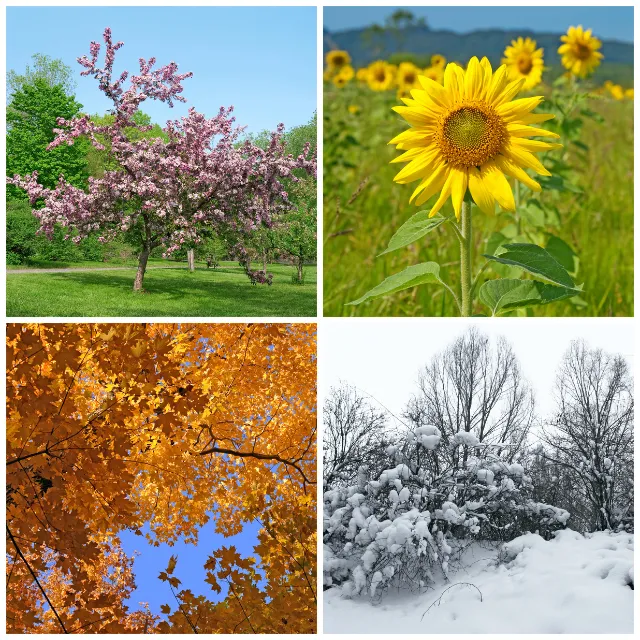 Four seasons represented by spring blossom, a summer sunflower, red autumn leaves and winter snow