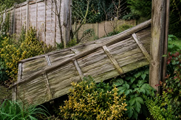 Old wooden fence panel falling onto plants in an established garden