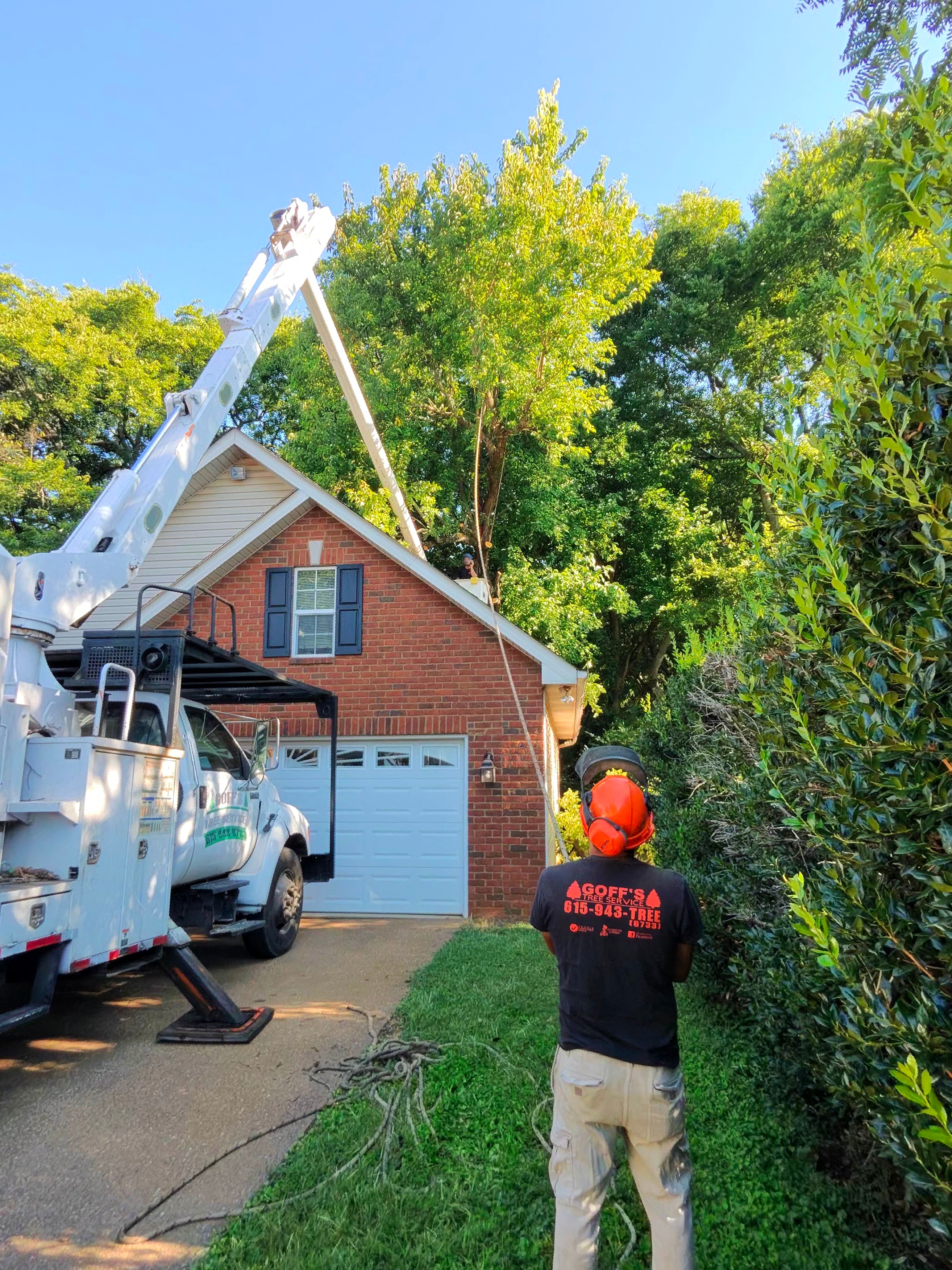 Professional tree removal crew safely removing a large tree in Murfreesboro, TN residential neighborhood