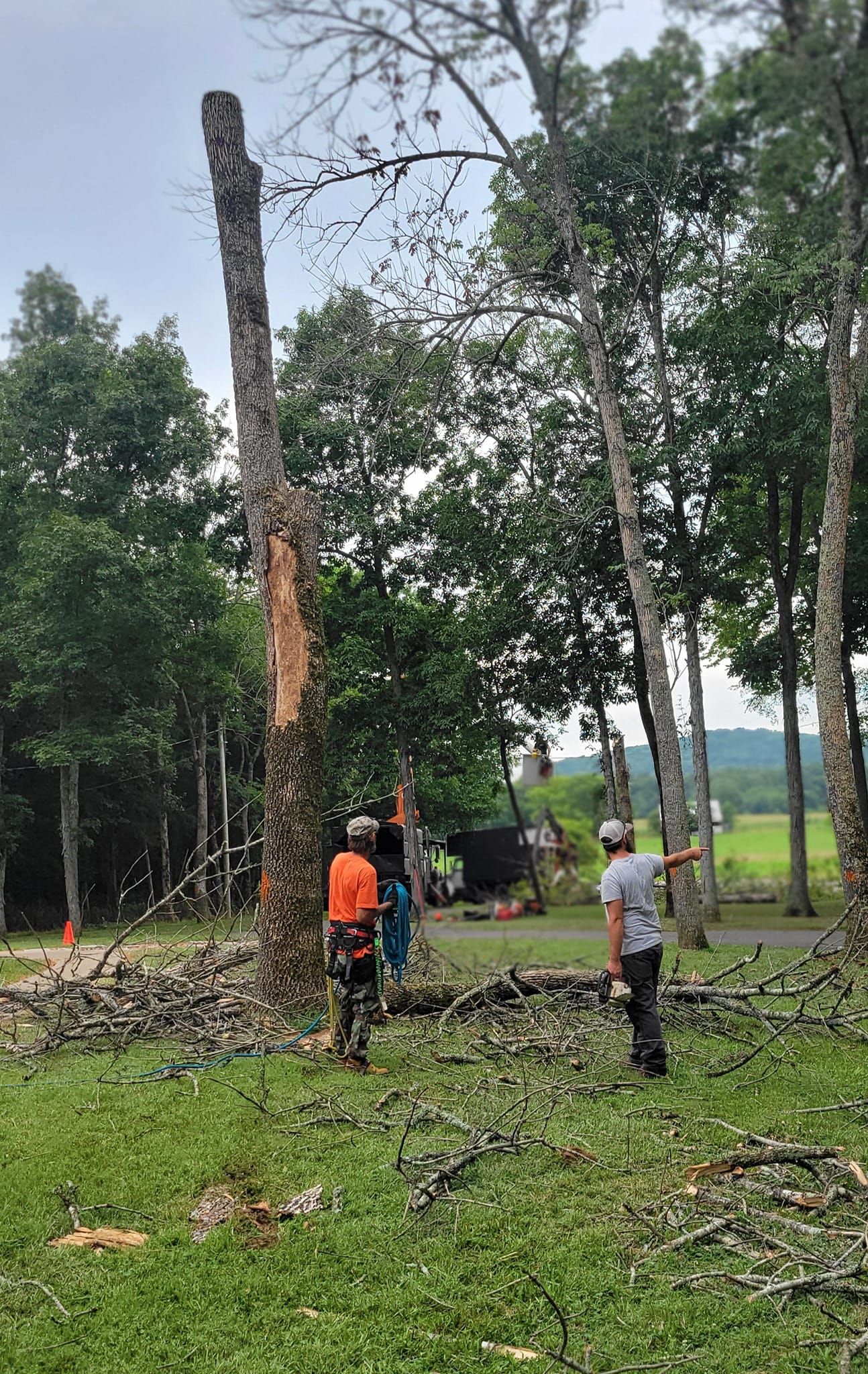 Professional tree removal crew safely removing a hazardous tree in McMinnville, TN residential area