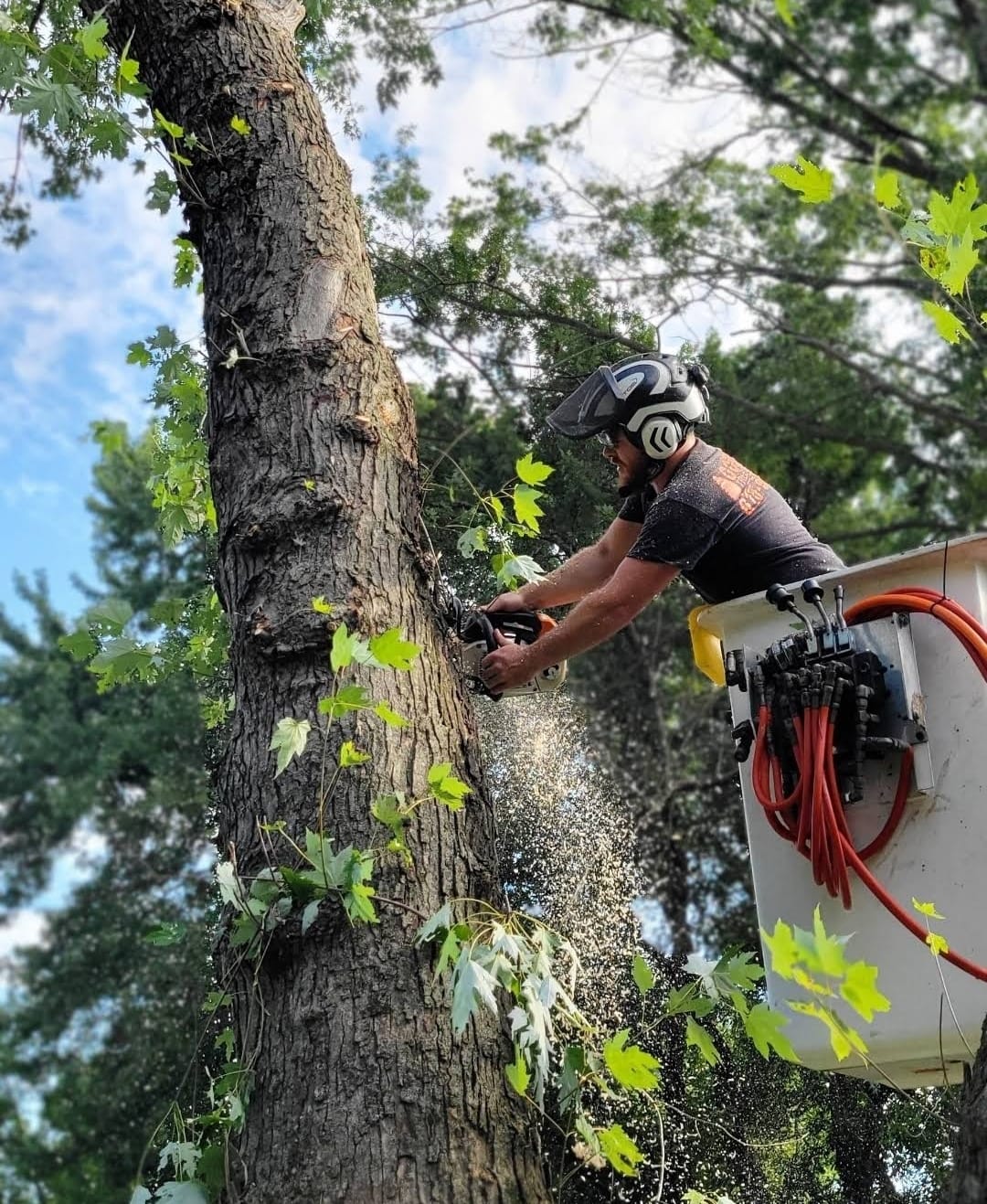 Trusted Morrison tree service company providing reliable emergency tree care and storm cleanup services