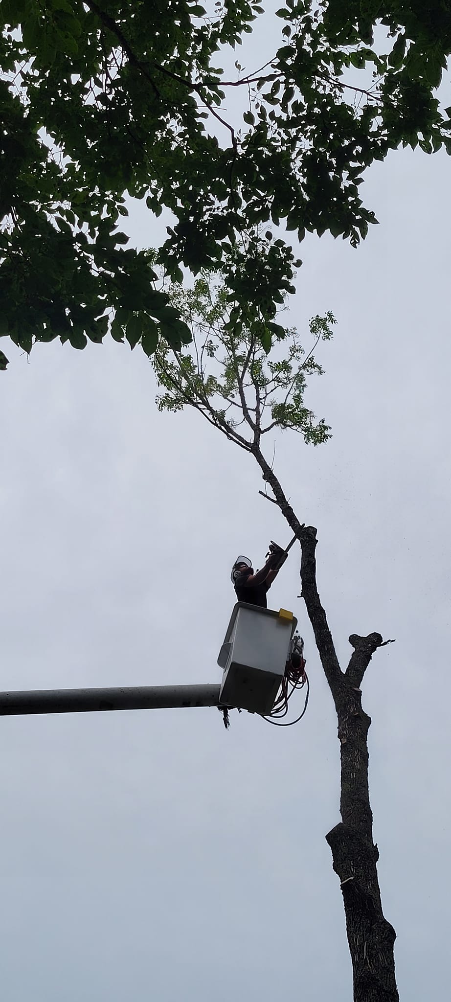 Licensed and insured tree service professionals performing safe hazardous tree removal in Brentwood, Tennessee