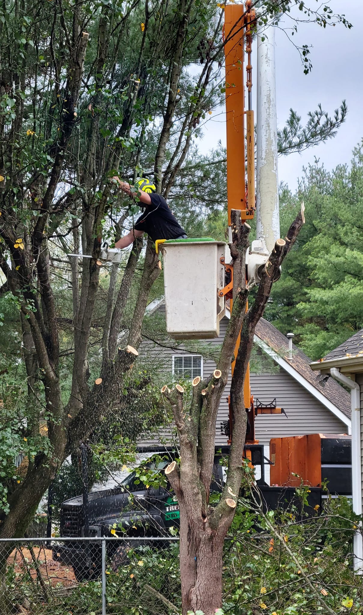 Licensed and insured tree service professionals performing hazardous tree removal in Murfreesboro, Tennessee