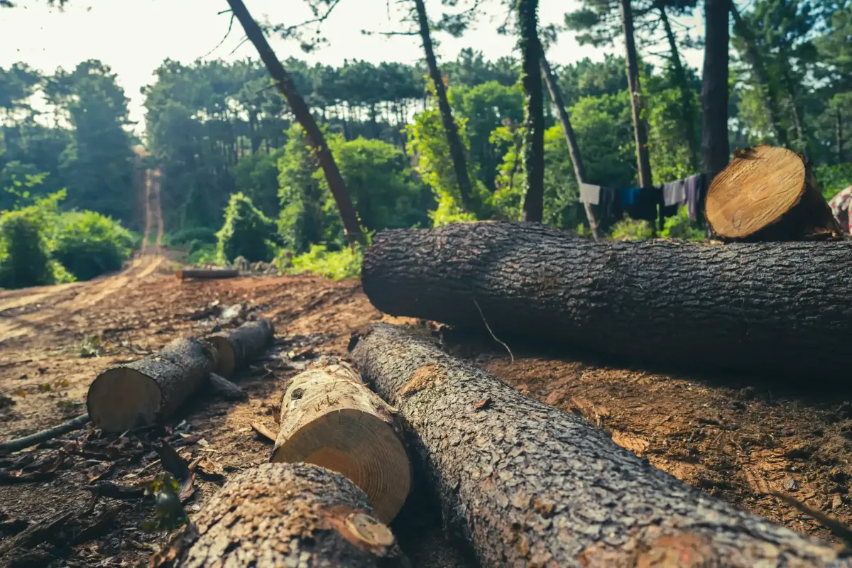 Gefällte Baumstämme liegen auf Waldboden nach Holzernte