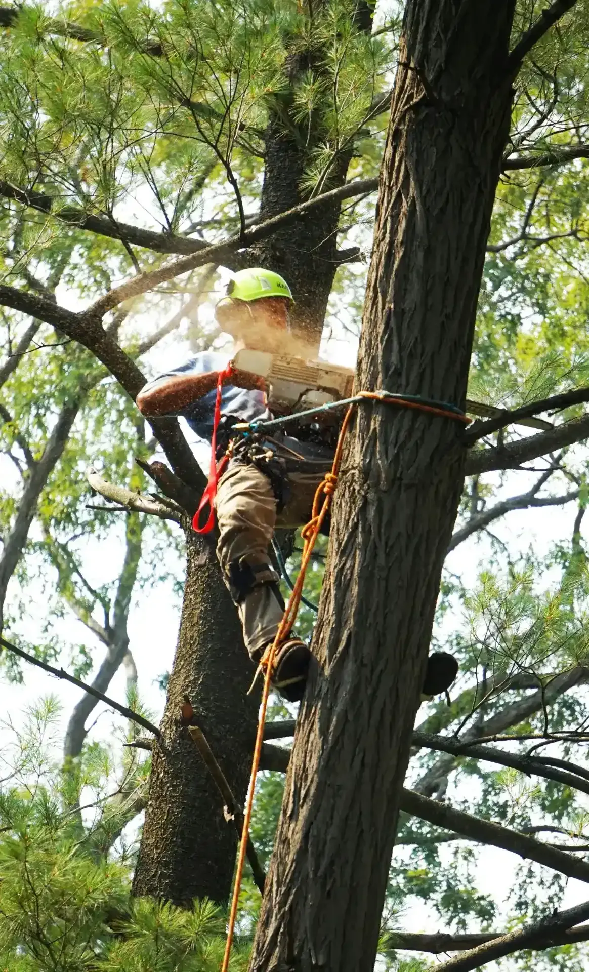 Baumpfleger gesichert im Baum mit Kettensäge beim Astschneiden