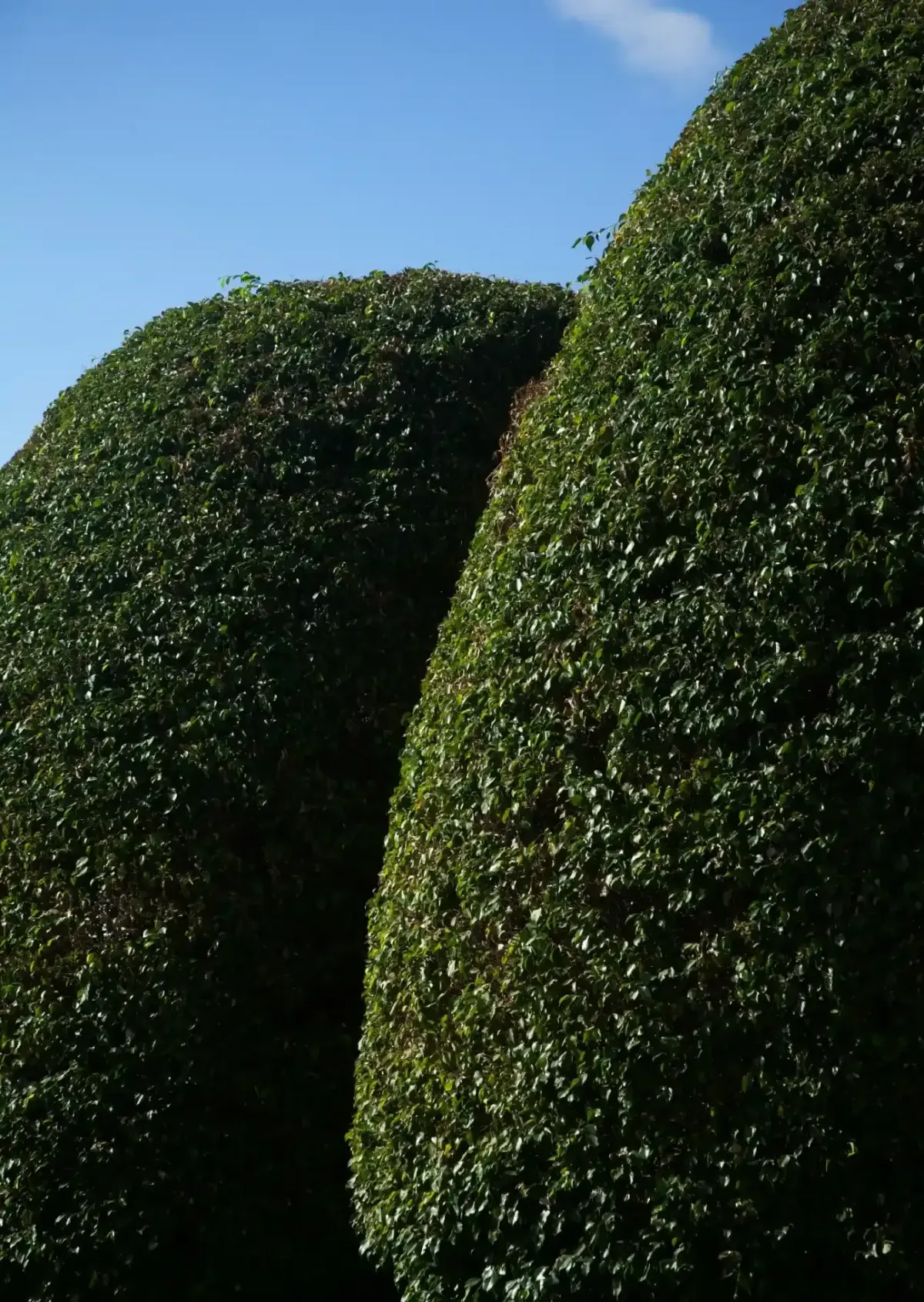 Präziser Formschnitt: Dichter Hecken-Torbogen und perfekt gepflegter Rasen im Garten.
