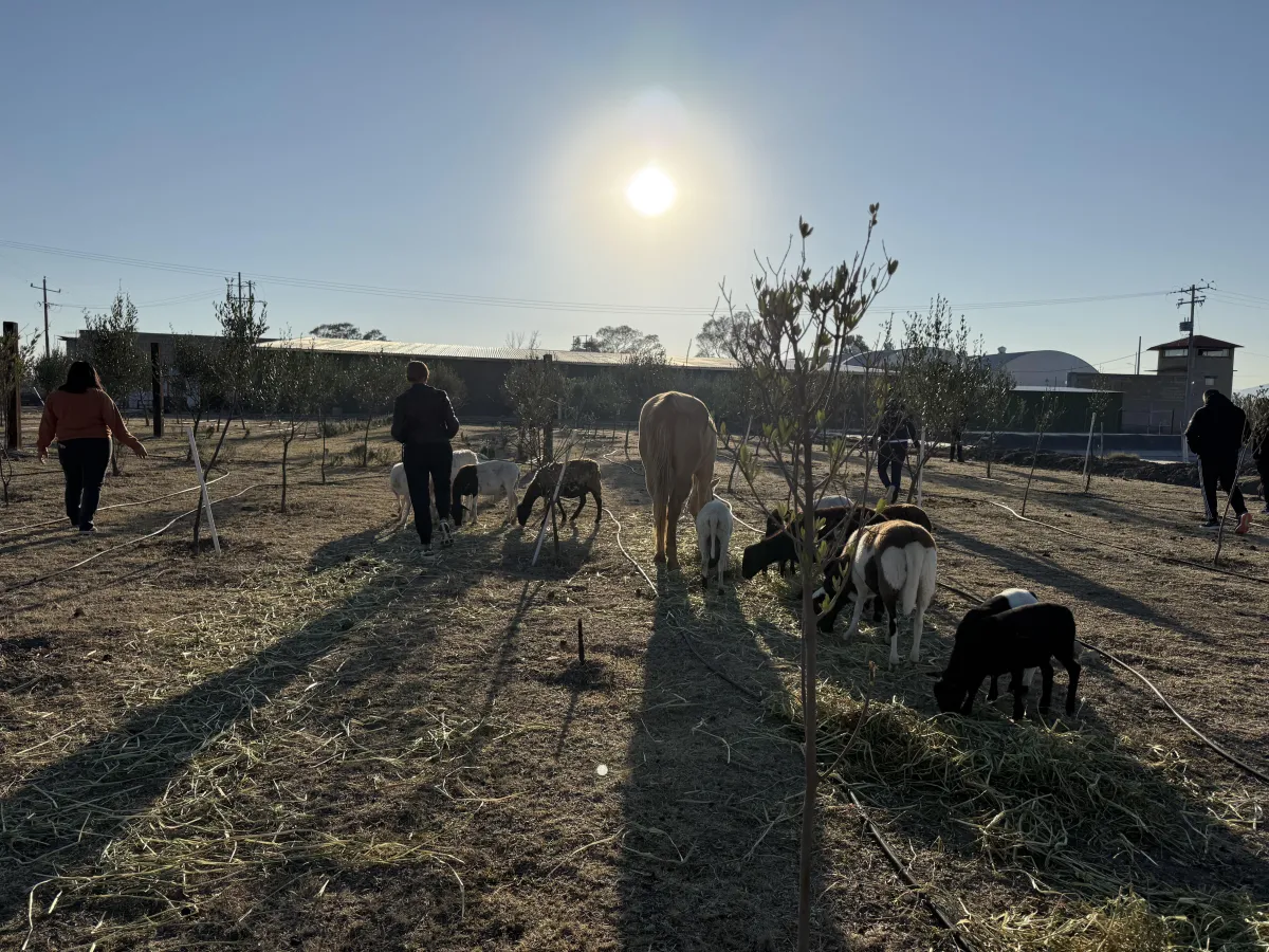 Actividad en granja para integración de equipo