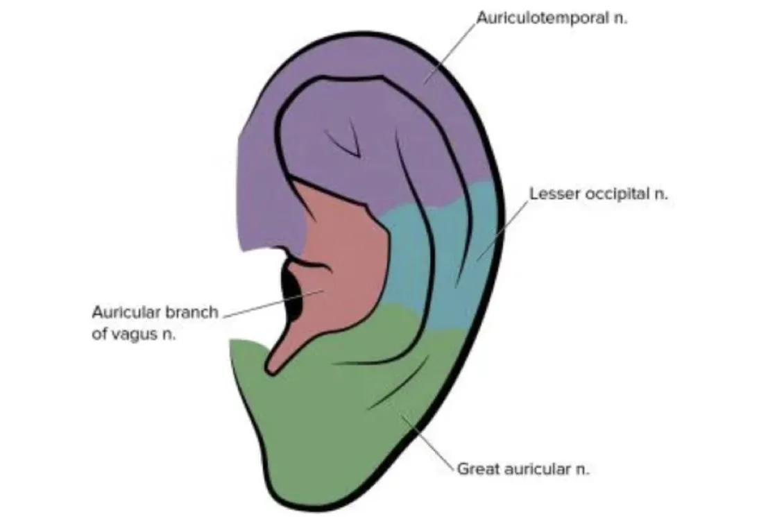 Auricular Vagus Nerve Stimulation: A New Way to Improve Health
