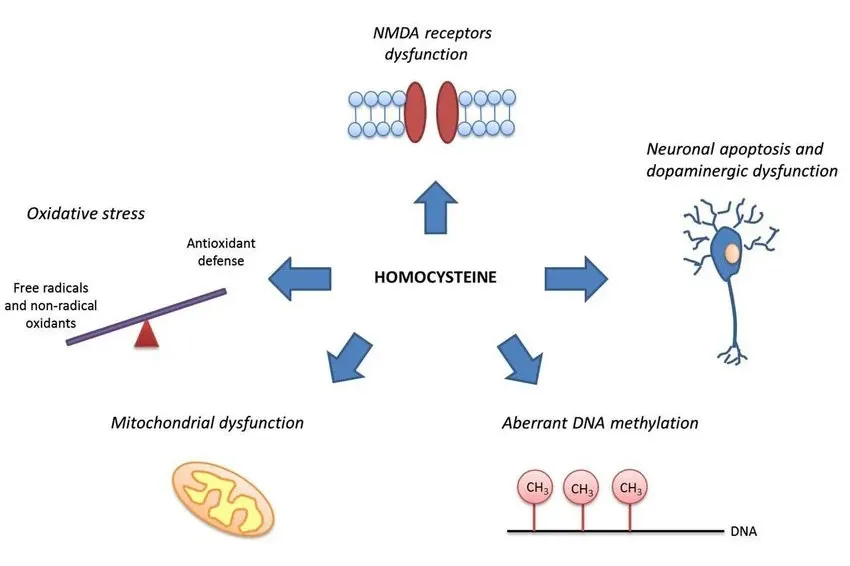 Homocysteine and Brain Health