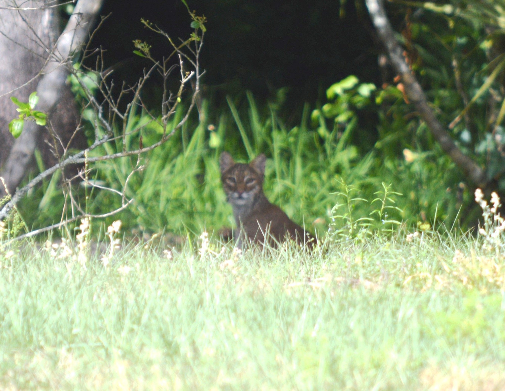 Florida Panther in Happy Trails Kissimmee, FL