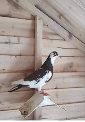 pigeon fancier
