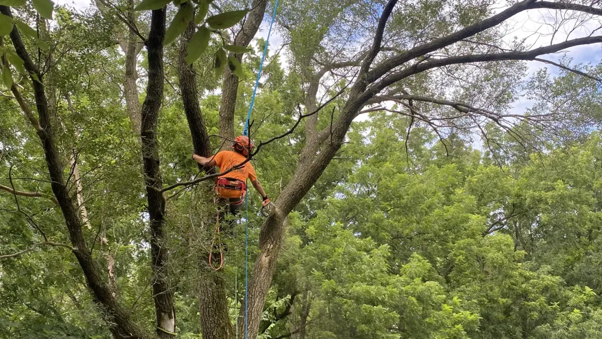 Tree Pruning