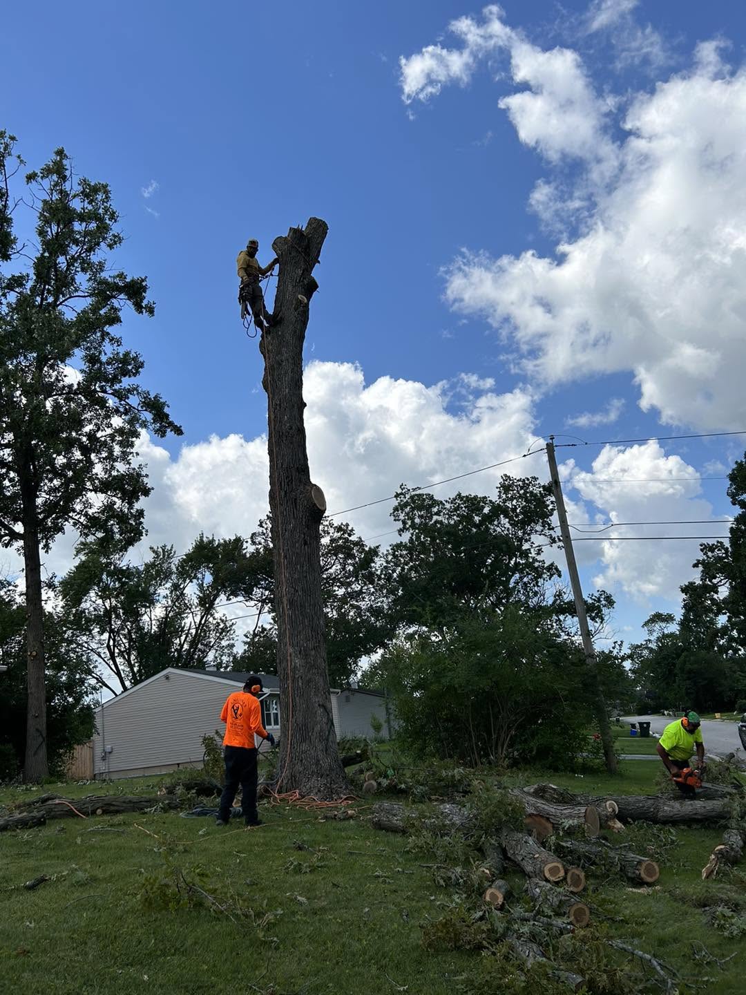 Professional tree care and service legacy
