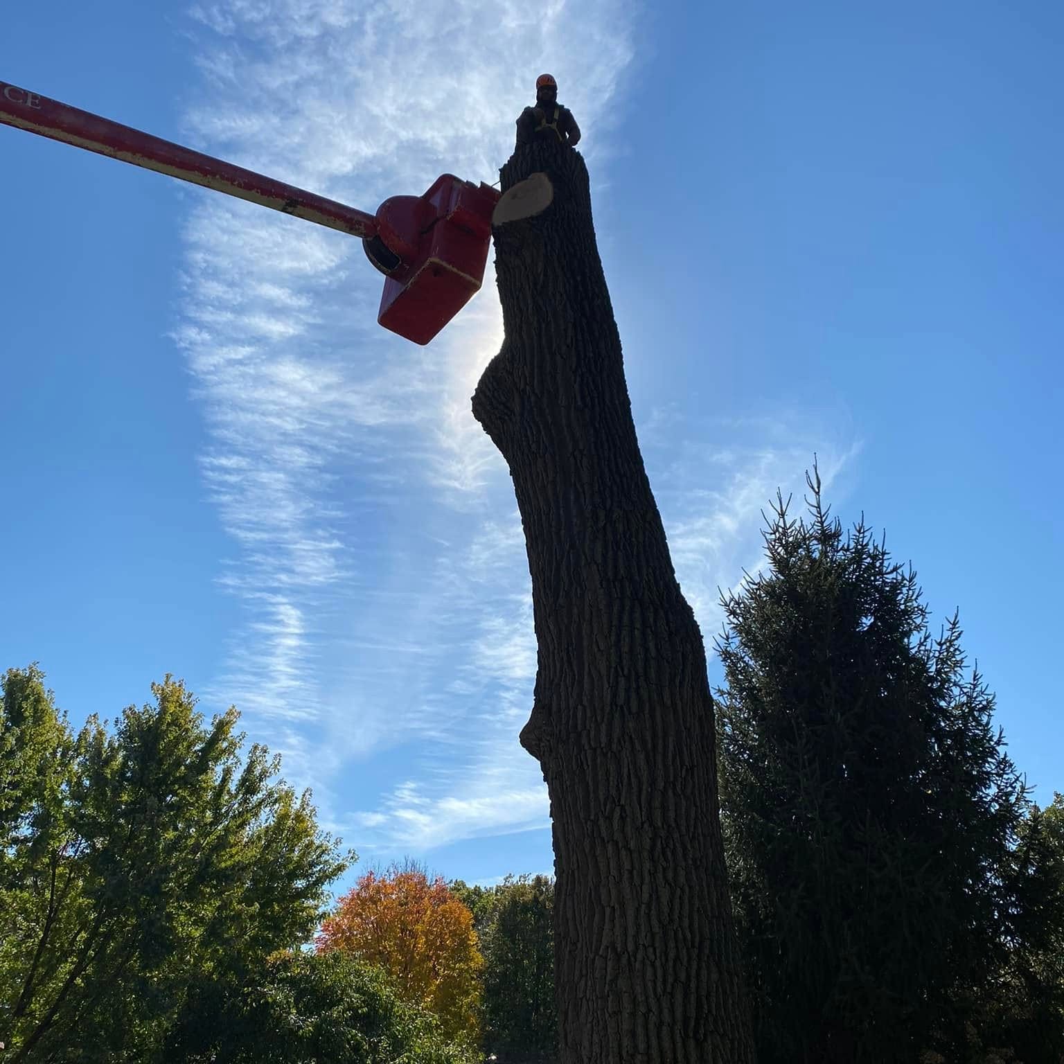 Professional tree trimming showcasing healthy canopy maintenance