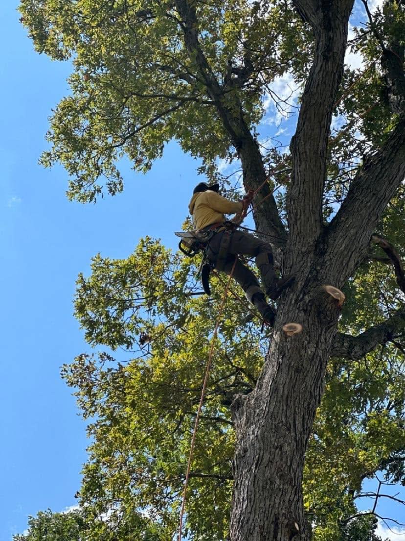 Professional J. Medina's tree service crew at work