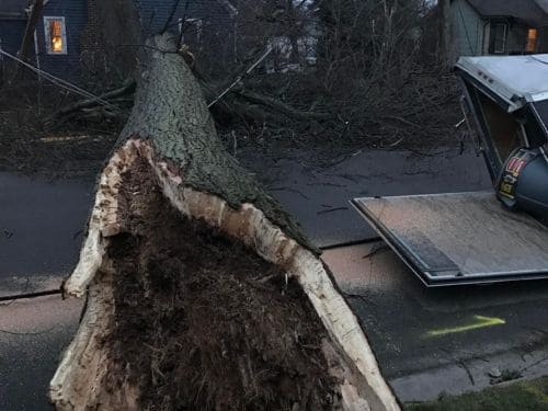  Tree Removal