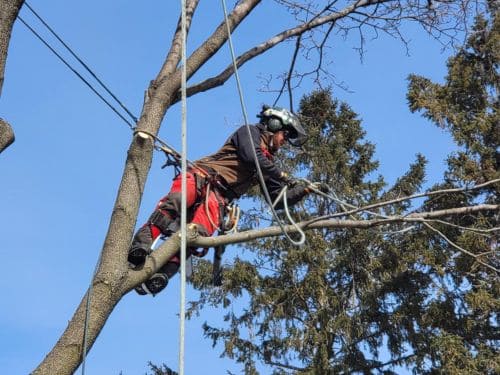 Expert Tree Climbing in Sheboygan County