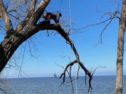 Tree Service Near Water in Sheboygan County