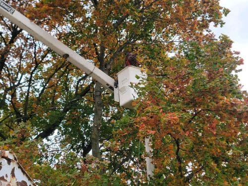 Tree Trimming in Sheboygan County