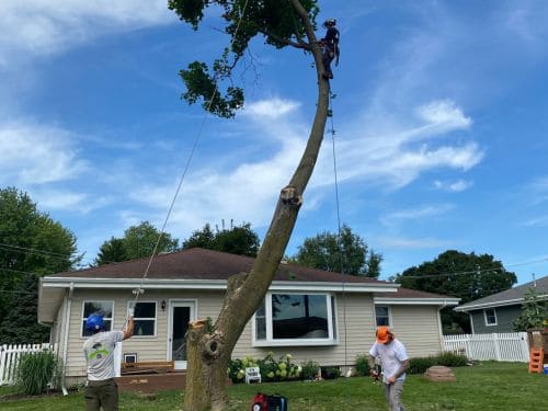 Sheboygan County Expert Tree Climbing
