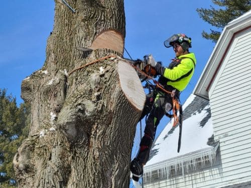 Manitowoc County Expert Tree Climbing