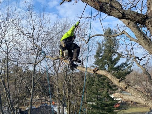  Tree Removal