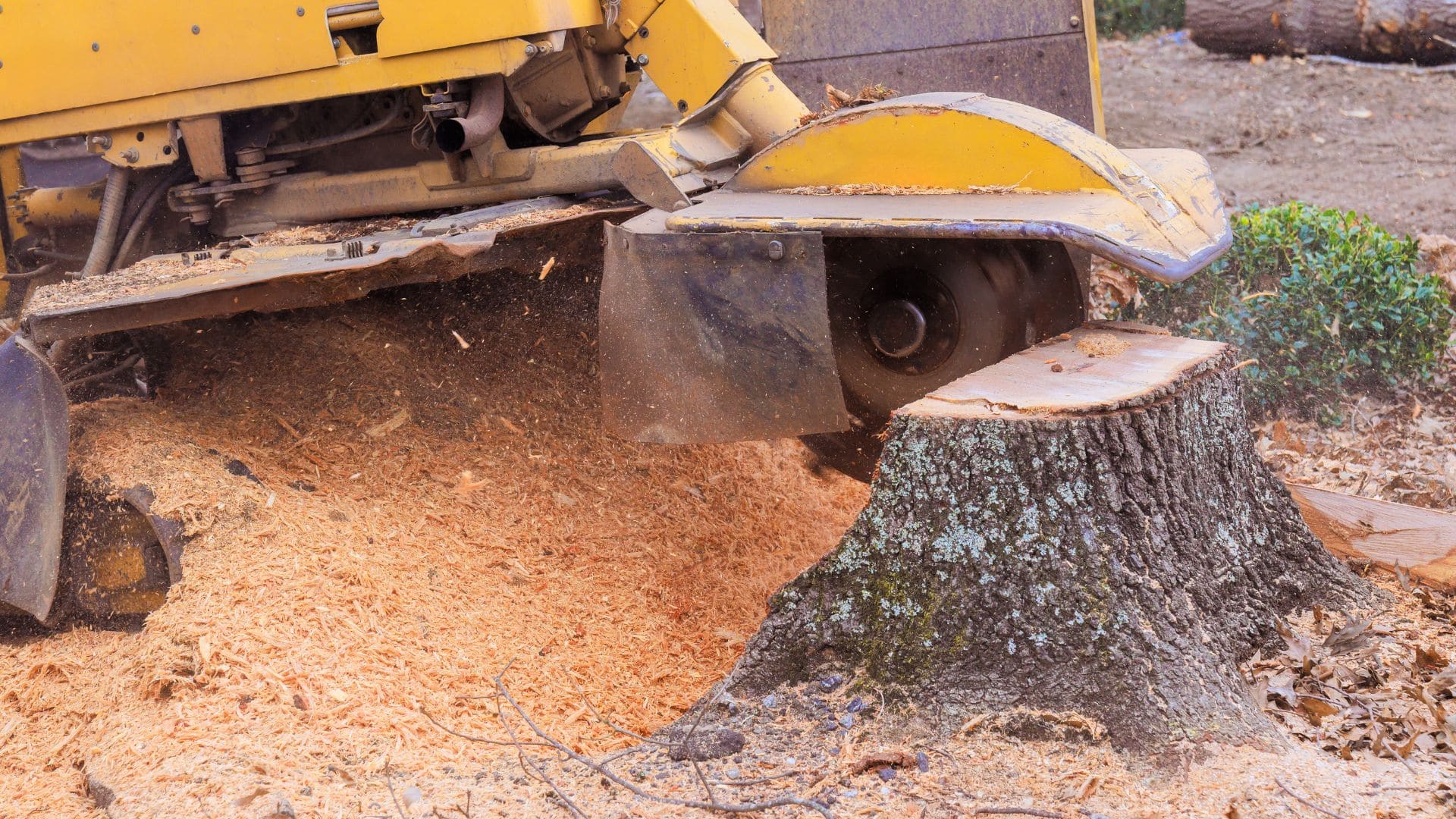 Tree Removal