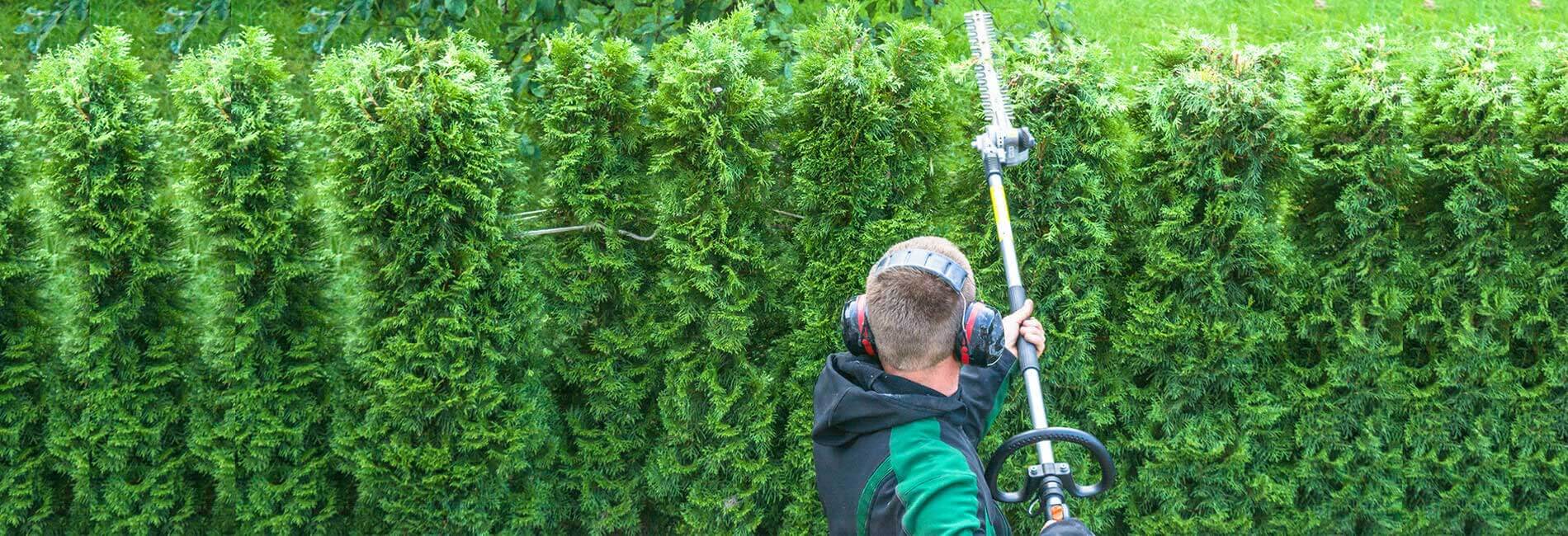 Certified arborist trimming high tree branches from a bucket truck in Morgan Hill CA