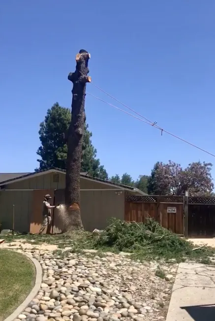 Brad's Friendly Tree Service worker cutting down hazardous tree trunk at ground level